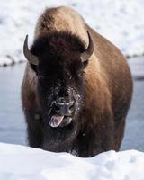 bisão americano, parque nacional de yellowstone. cena de inverno. foto