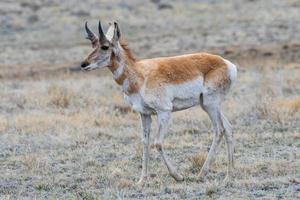 antílope pronghorn na pradaria aberta do colorado foto