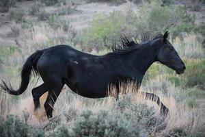 cavalos mustang selvagens no colorado foto