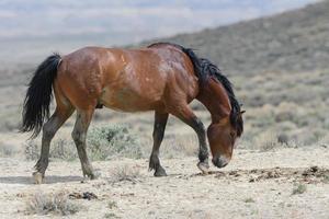 cavalos mustang selvagens no colorado foto