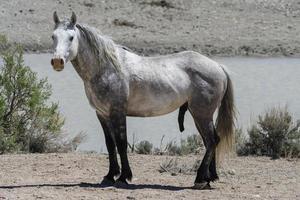 cavalos mustang selvagens no colorado foto