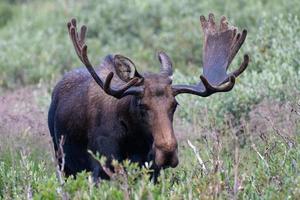 alce nas montanhas rochosas do colorado foto