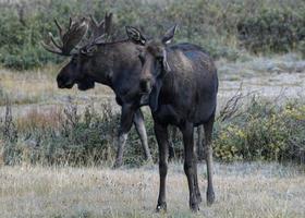 alce nas montanhas rochosas do colorado foto