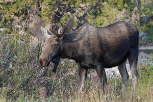 alce nas montanhas rochosas do colorado foto