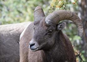 carneiro selvagem das montanhas rochosas do colorado foto