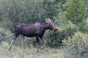 alce nas montanhas rochosas do colorado foto