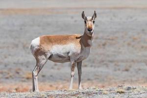 antílope pronghorn na pradaria aberta do colorado. fêmea adulta foto