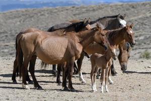 cavalos mustang selvagens no colorado foto