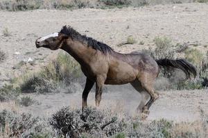 cavalos mustang selvagens no colorado foto