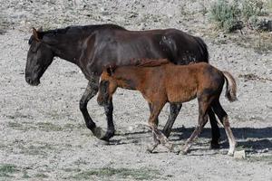 cavalos mustang selvagens no colorado foto