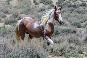 cavalos mustang selvagens no colorado foto