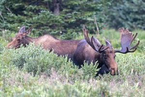 alce nas montanhas rochosas do colorado foto