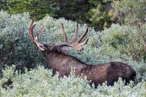 alce nas montanhas rochosas do colorado foto