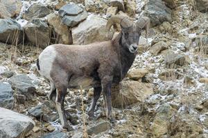 carneiro selvagem das montanhas rochosas do colorado foto