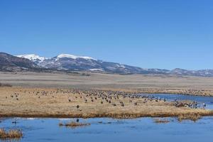 guindastes sandhill reunidos em uma lagoa em uma manhã fria de primavera foto