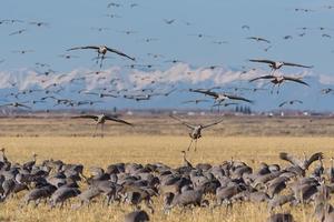 migrando grous sandhill em monte vista, colorado foto