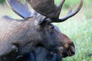 alce nas montanhas rochosas do colorado foto