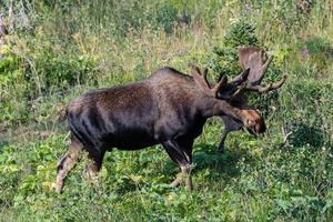 alce nas montanhas rochosas do colorado foto