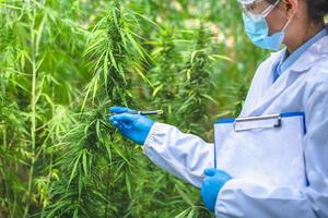 pesquisadores, cientistas usando máscaras, óculos e luvas estão inspecionando as plantas de cânhamo nos campos. conceito da indústria farmacêutica. ervas alternativas. pesquisa para tratamento.