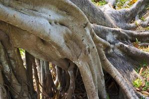 textura de raízes de banyan foto