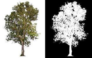 grande árvore em fundo de imagem transparente com caminho de recortes e canal alfa foto