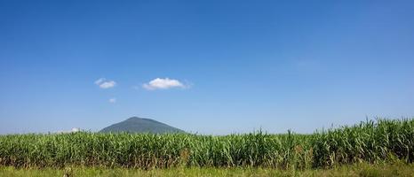 planta de açúcar verde em dia de céu azul foto
