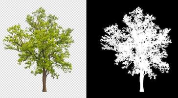 árvore na imagem de fundo transparente e canal alfa foto