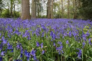 campainhas em staffhurst woods perto de oxted surrey foto