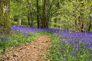 campainhas em staffhurst woods perto de oxted surrey foto