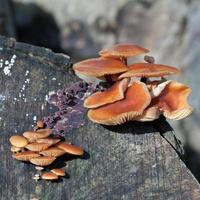 fungos de haste de veludo crescendo em um toco de árvore velha foto