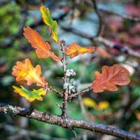 folhas de carvalho em decomposição em uma árvore no outono foto