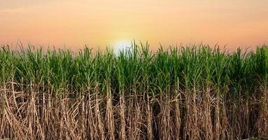 planta de açúcar verde ao pôr do sol foto