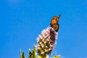 borboleta monarca se alimentando de uma flor foto