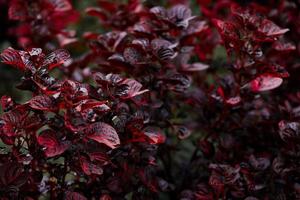 close-up de folhas de plantas de manjericão roxo vermelho foto