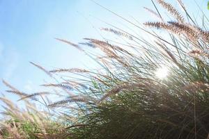 flores de grama de junco e lindo céu com sol foto