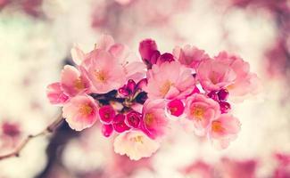sakura. flor de cerejeira na primavera. lindas flores cor de rosa