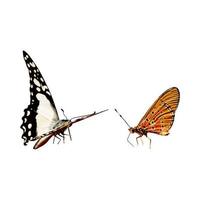 borboleta colorida solitária em um fundo branco. foto