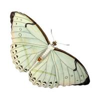 borboleta colorida solitária em um fundo branco.