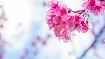 fundo natureza flor namorados prunus cerasoides foto