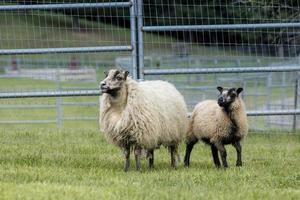 ovelha islandesa e seu cordeiro. foto
