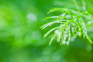 gotas de orvalho fecham o fundo da natureza foto