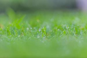 grama verde fresca com gotas de água foto