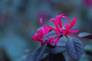 lindas flores cor de rosa desabrochando sobre fundo desfocado no jardim, flor vermelha de loropetalum chinense foto