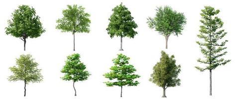 coleção belas árvores 3d isoladas no fundo branco foto