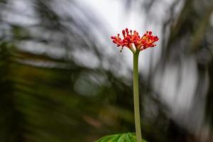 a planta de jatropha tem flores vermelhas brilhantes, quando se torna uma fruta, fica verde, o fundo das folhas verdes é embaçado, conceito natural foto