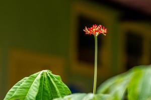 a planta de jatropha tem flores vermelhas brilhantes, quando se torna uma fruta, fica verde, o fundo das folhas verdes é embaçado, conceito natural foto