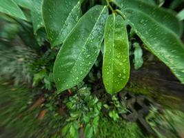 as folhas da árvore frutífera de graviola ainda são jovens e molhadas pela chuva, esta planta prospera nos trópicos foto