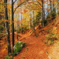 floresta de bétulas em tarde ensolarada durante a temporada de outono foto