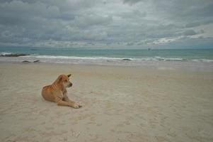 cachorro tailandês deita na praia foto