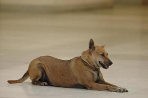 cão tailandês senta e relaxa foto